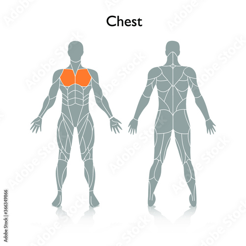 Man muscles in the body, vector