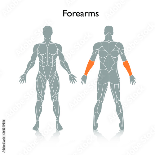 Man muscles in the body, vector