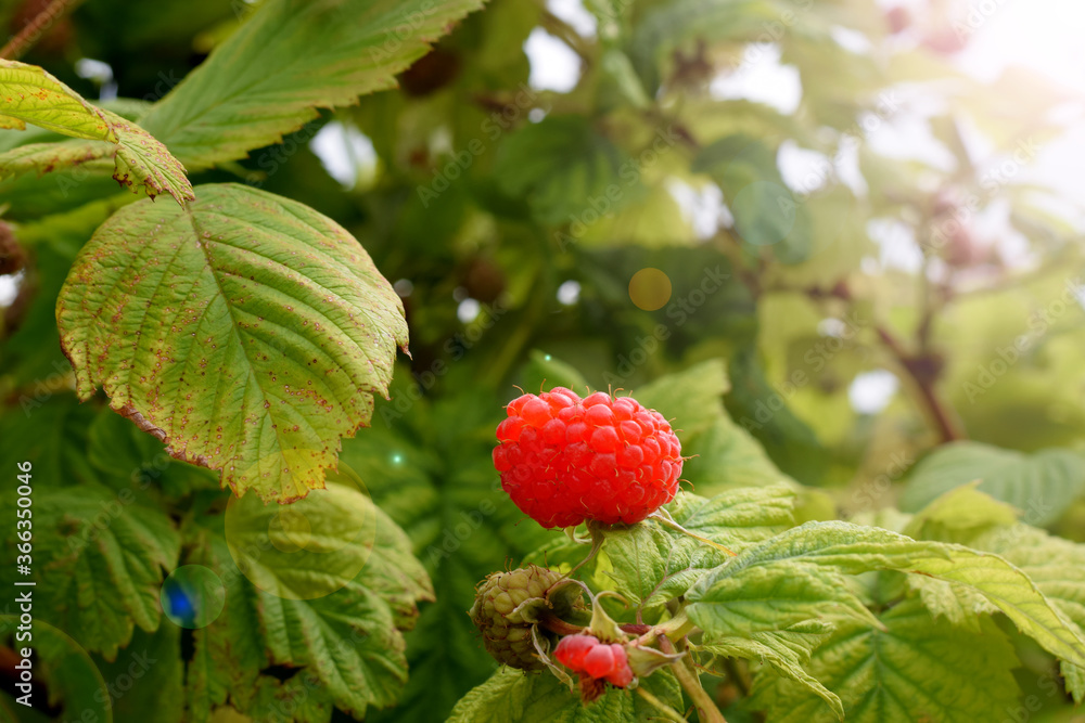 Ripe raspberry on a bush in the garden on a sunny day Ripe raspberry on a bush in the garden on a sunny day