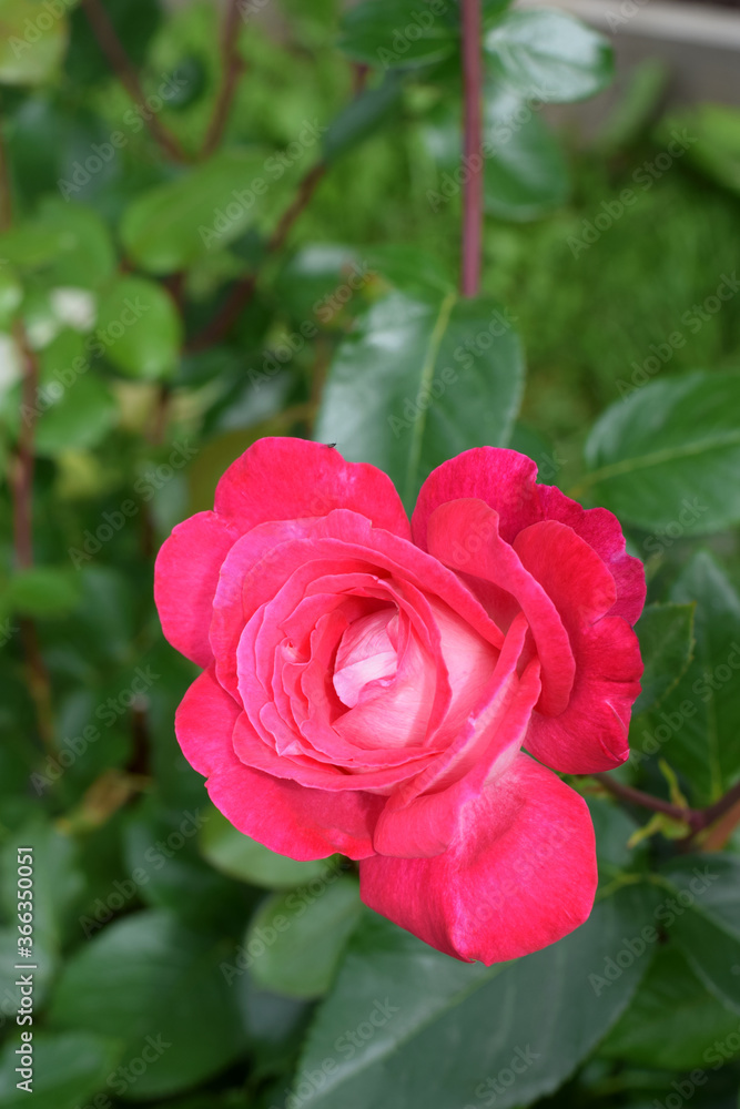 Beautiful pink rose blooming in the garden Beautiful pink rose blooming in the garden