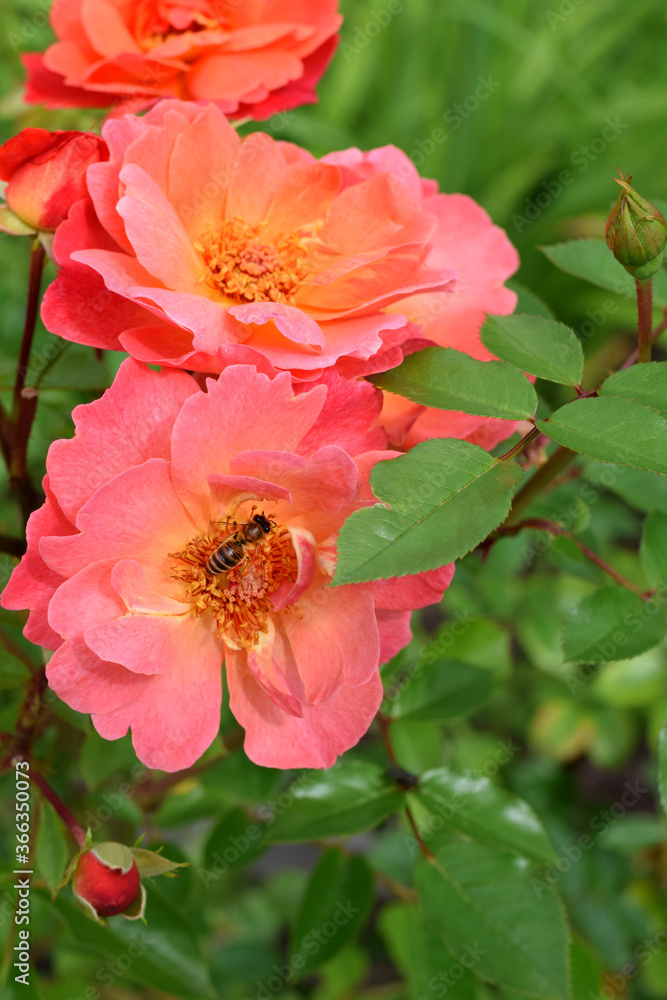 Peach color rose blooming in the garden and a bee collecting nectar from it Peach color rose blooming in the garden and a bee collecting nectar from it
