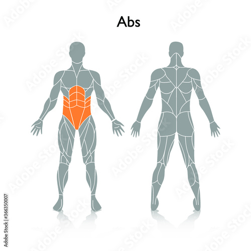 Man muscles in the body, vector