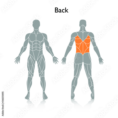 Man muscles in the body, vector