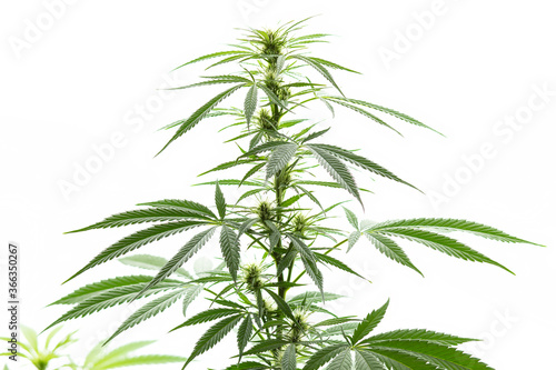 Cannabis, Hanfpflanzen vor weißem Hintergrund, isoliert.