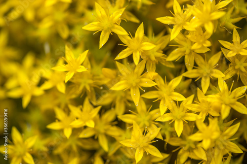 Stonecrop flowers - Close-up - Yellow Blooms