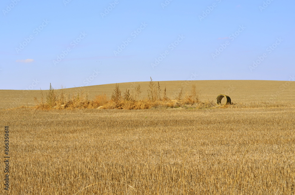 Fototapeta premium wheat field and blue sky
