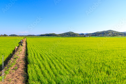 Korean traditional rice farming. Korean rice farming scenery. Korean rice paddies. Rice field and the sky in Ganghwa-do, Incheon, South Korea.