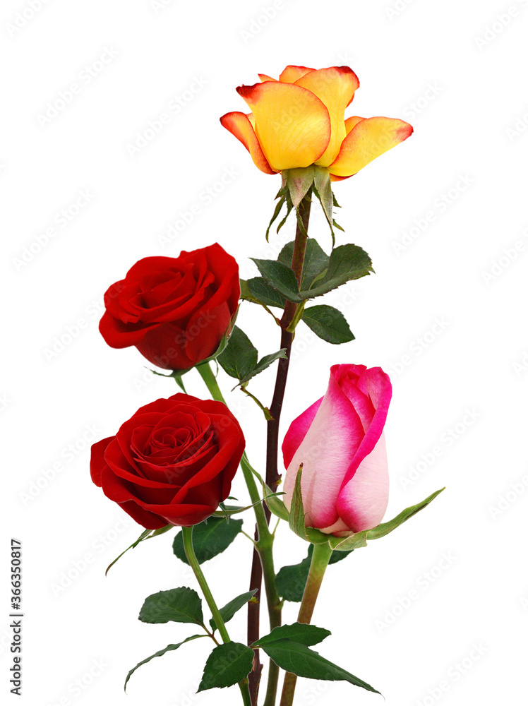 Bunch of rosy roses isolated on white Bunch of rosy roses isolated on white