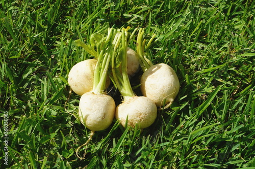 Four white turnips on a green grassy background