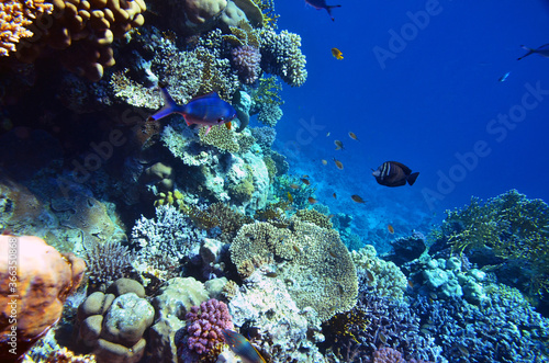 Fish and corals in the Red Sea