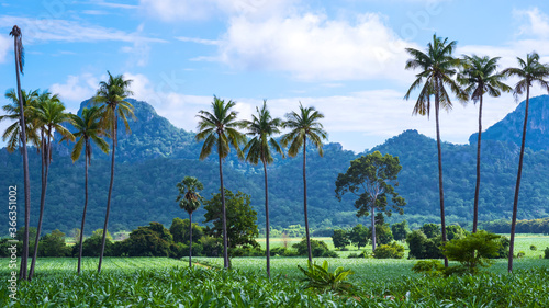 Beautiful greenery view of many coconut trees in organic corn field and many green plants with large mountains and blue sky background 