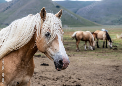 Horses in Castelluccio di Norcia, Italy