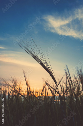 Wheat field at sunset