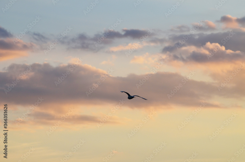 Fototapeta premium Evening cloudy sky,photo