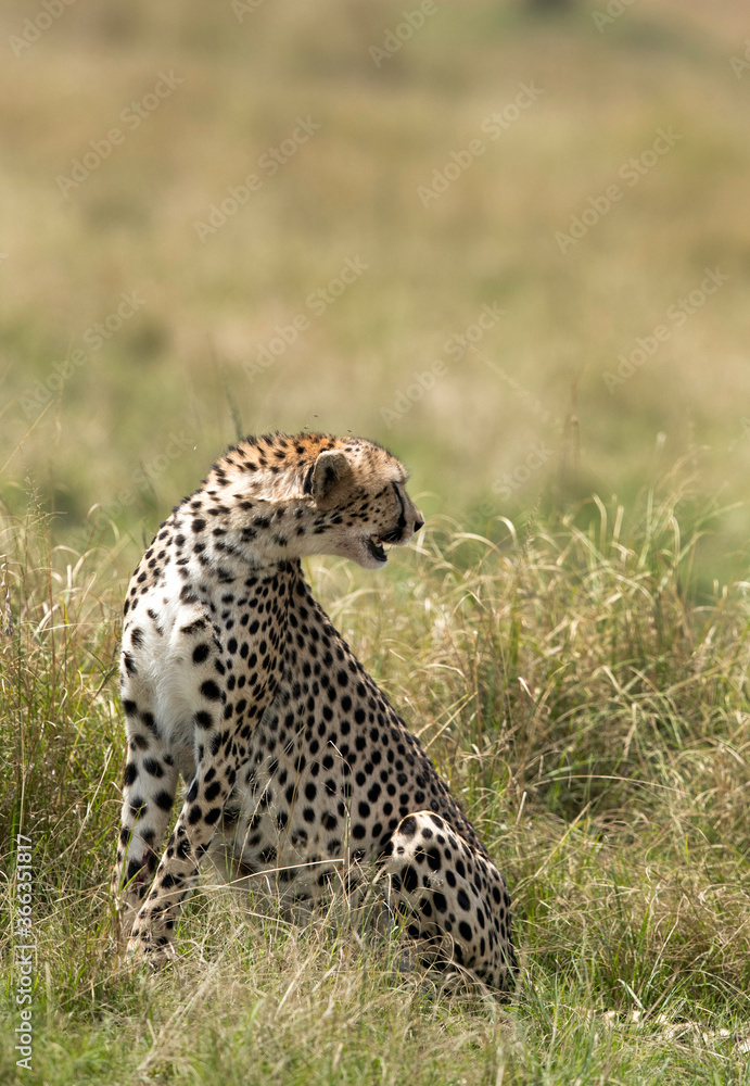 Cheetah turning back, Masai Mara Cheetah turning back, Masai Mara