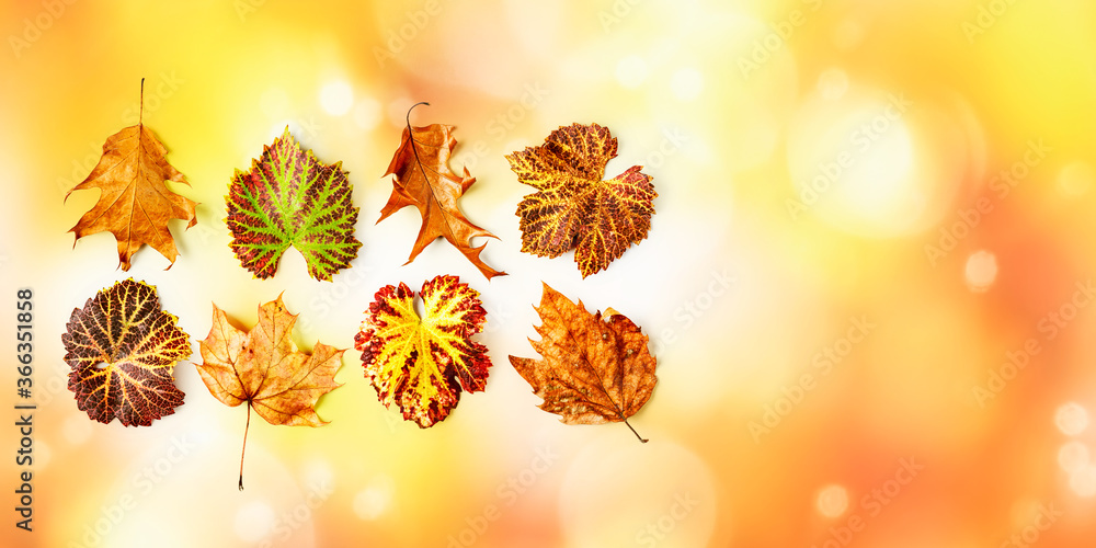 Fototapeta premium Autumn background with colorful leaves