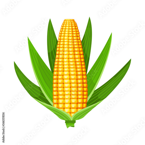 Corn. Isolated ripe corn ear. Yellow corn cob with green leaves. Summer farm design element. Sweet bunch of corn