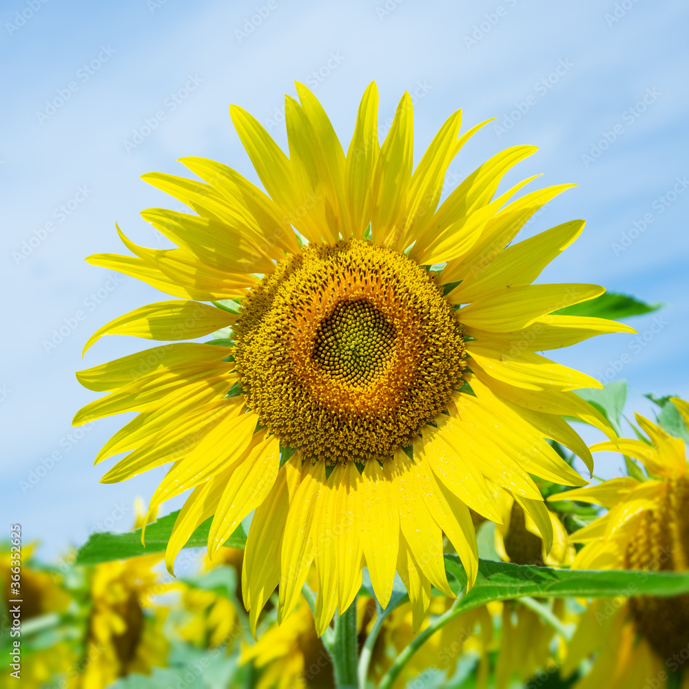 Sunflower flower close up. Summer sunny day. Shallow depth of field. Background blurred Sunflower flower close up. Summer sunny day. Shallow depth of field. Background blurred
