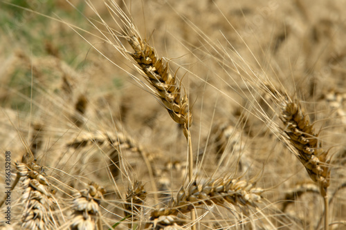 Wheat ears close-up. Wheat field on a summer day. Shallow depth of field. Blurred background
