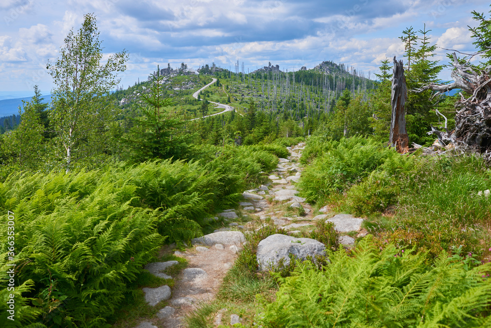 Obraz premium Dead forest on Dreisesselberg mountain. Border of Germany and Czech Republic. Natural forest regeneration without human intervention in national park Sumava (Bohemian Forest) 