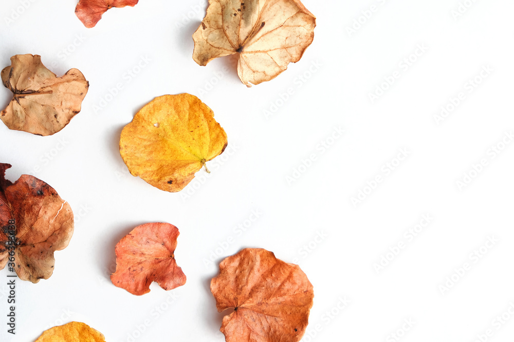 Autumn leaves isolated on white background with copy space. Autumn leaves isolated on white background with copy space.