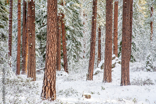 Ponderosa pine forest  after a fresh show in the Willamette National Forest near Sisters, Oregon. photo