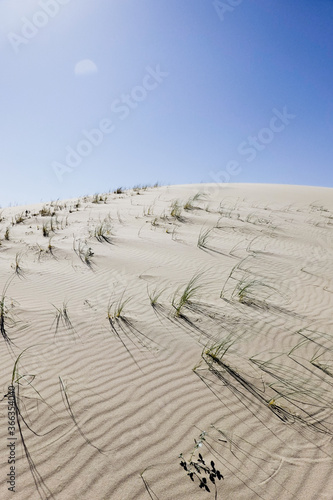 grass on sand dunes with blue sky