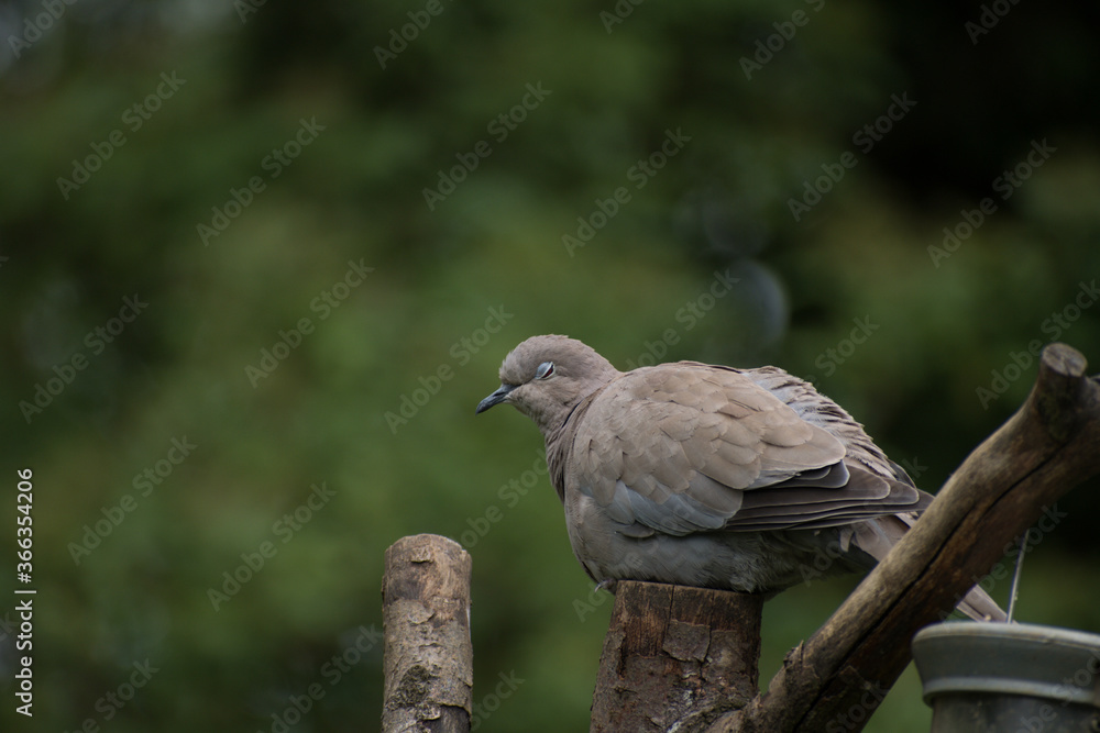 Blinking collared dove, perched on a tree stump with a green background
