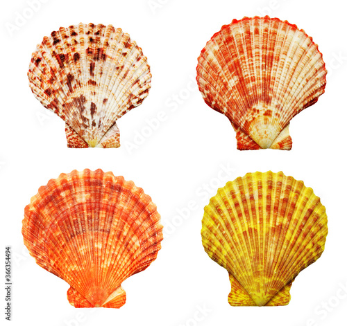Four sea shells