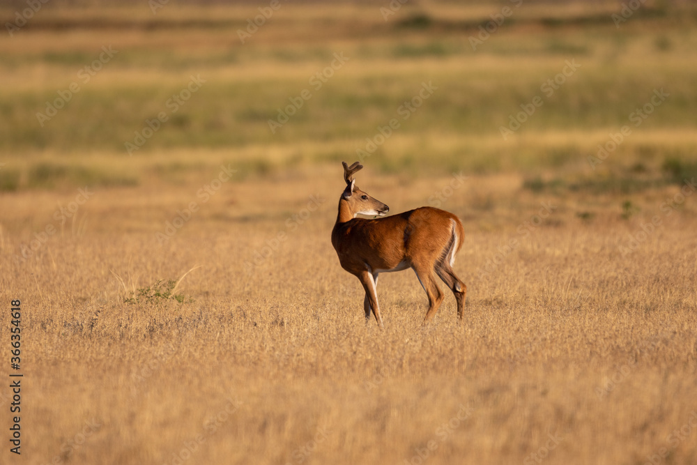 Fototapeta premium Whitetial Deer Buck in Velvet in Summer