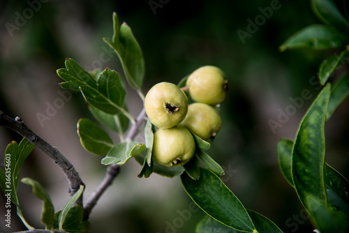 bunch of ripening azarole fruits on the branch photo