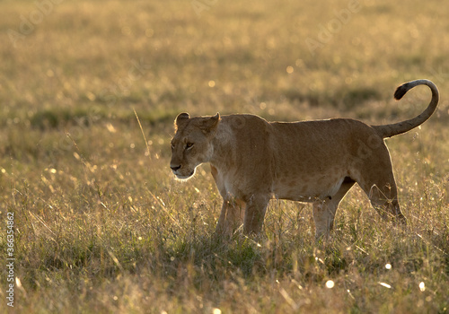 Lioness at Masai Mara  Kenya