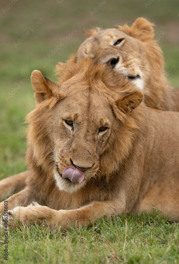 Subadult Lions , Masai Mara, Kenya