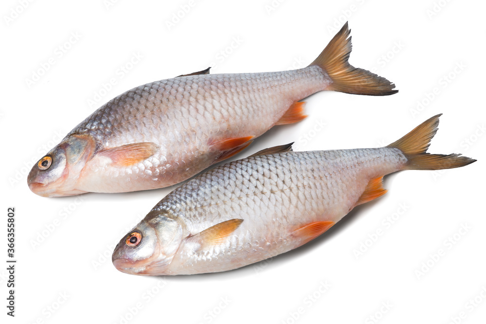 Fresh river fish roach isolated on white background Fresh river fish roach isolated on white background