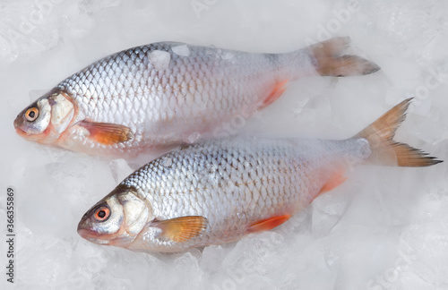 Fresh river fish roach hung on chopped ice, close-up