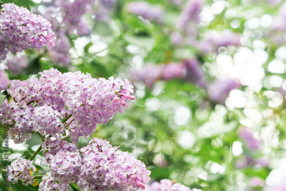 Natural border with Lilac branch on a green background with soft focus. Atmospheric image, muted dark green tones. Botanical template with purple flowers Natural border with Lilac branch on a green background with soft focus. Atmospheric image, muted dark green tones. Botanical template with purple flowers