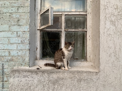 A stray, street cat sits on the windowsill. The cat is resting at the window of an old house. White-breasted pet, adult cat.