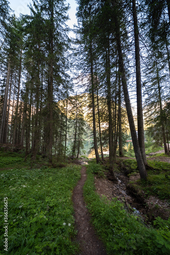 A path that runs through a forest in the Val Pusteria