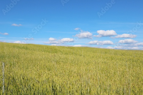  Field road through the rye field