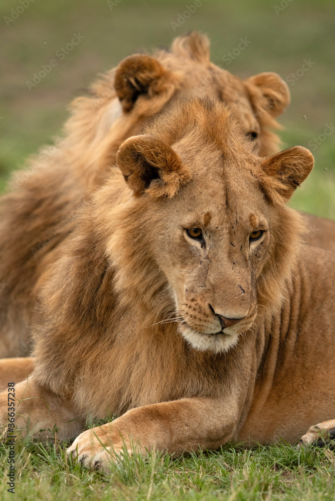 Obraz premium Lions at Masai Mara, Kenya