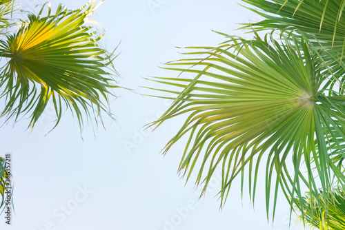Natural tropical green palm s leaves and sky.