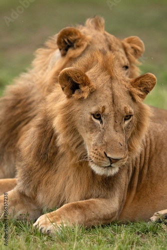 Lions at Masai Mara, Kenya