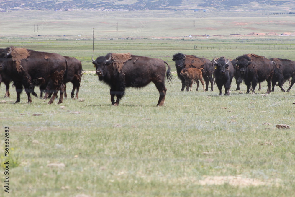 American bison grazing