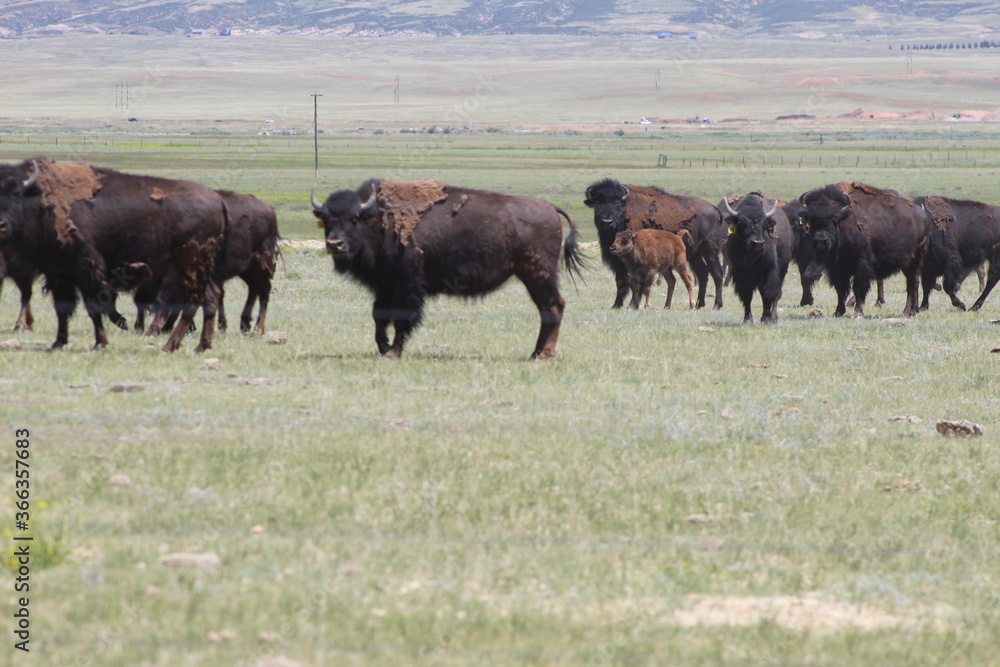 American bison grazing American bison grazing