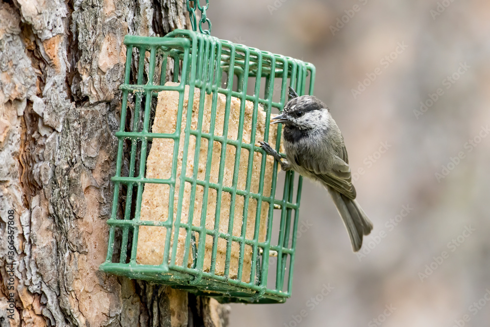 Fototapeta premium Mountain Chickadee on a suet cage.