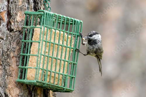 Mountain chickadee with suet in beak. photo