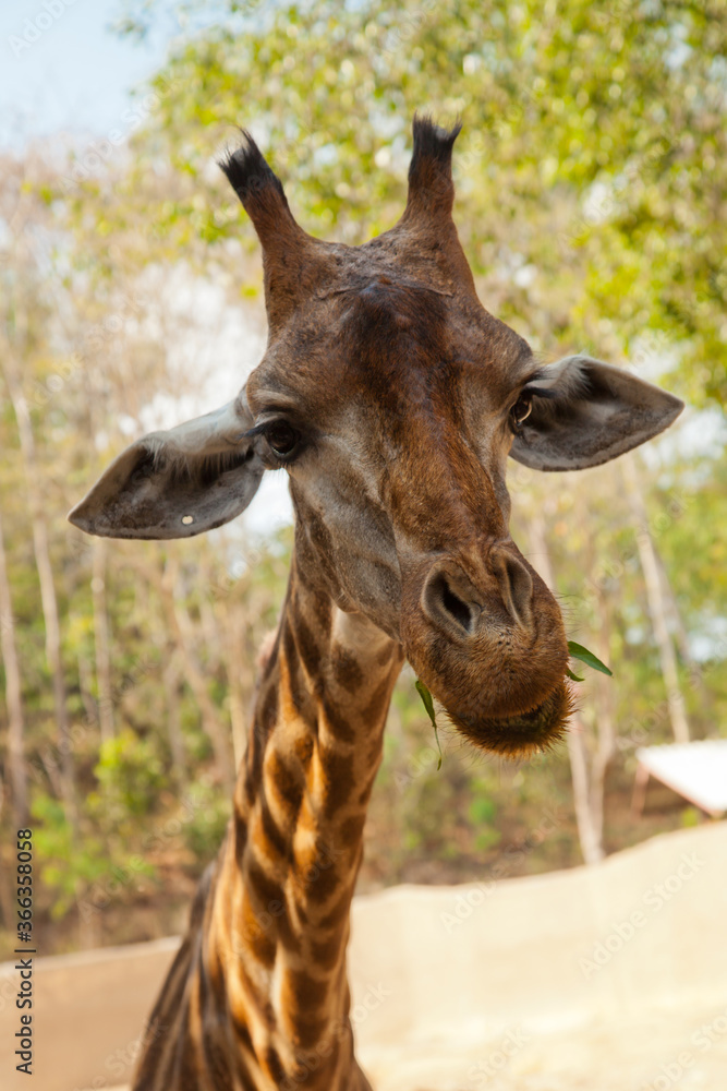 Fototapeta premium portrait of a giraffe