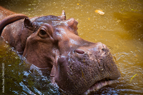 Fototapet hippopotamus in water