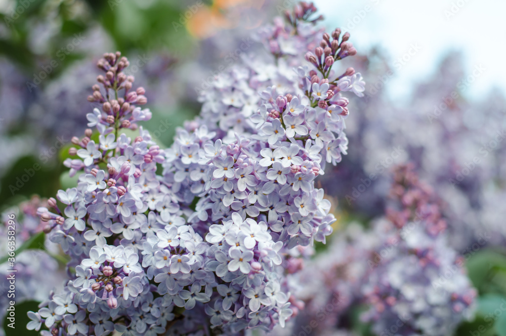 Blooming lilac in the garden on a Sunny summer day. Soft focus. Blooming lilac in the garden on a Sunny summer day. Soft focus.