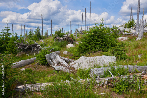 Dead forest on Dreisesselberg mountain. Border of Germany and Czech Republic. Natural forest regeneration without human intervention in national park Sumava (Bohemian Forest)
 photo